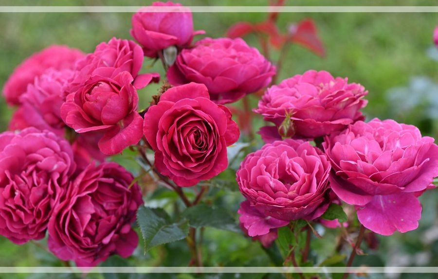 Fur Elise róże rabatowe